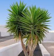 Yucca Tree | Cottage Oak Nursery and Naturals, LLC