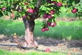 Hawkeye Red Delicious – Heritage Farm & Fruit Trees